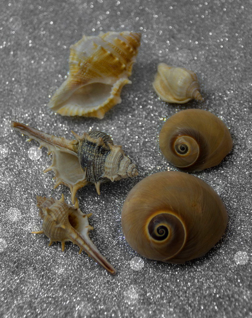 large shells, little shells by summerfield