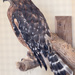 Red-Shouldered Hawk by rminer