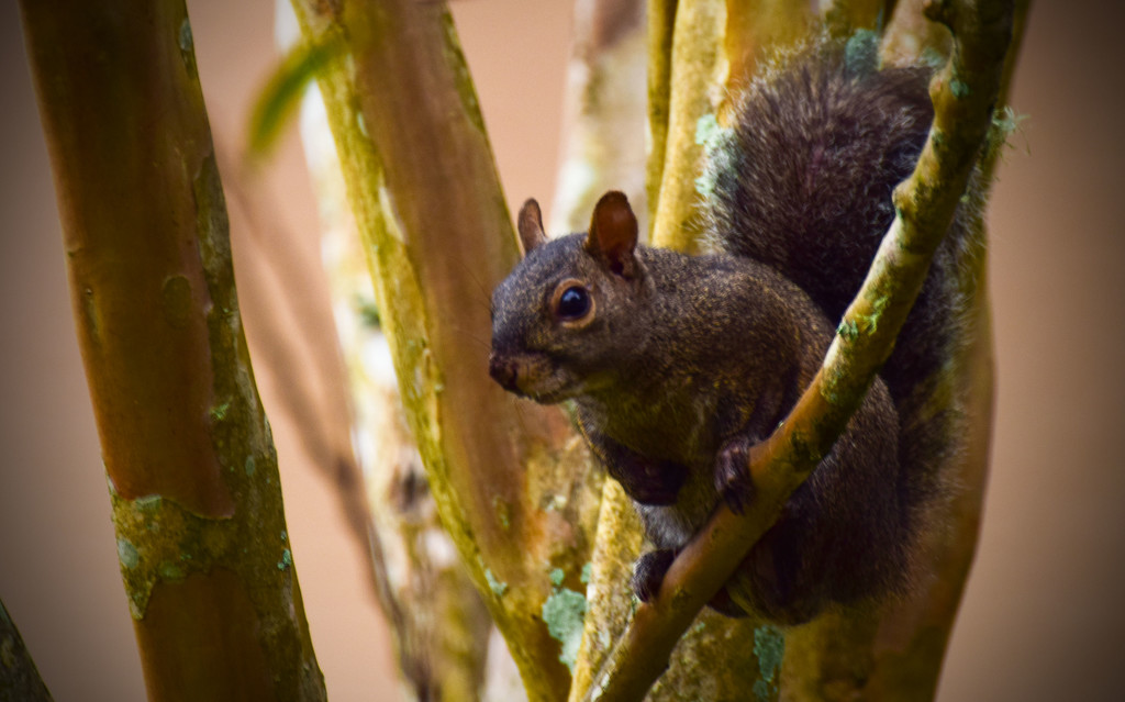 Squirrel in the Crepe Myrtle by rickster549