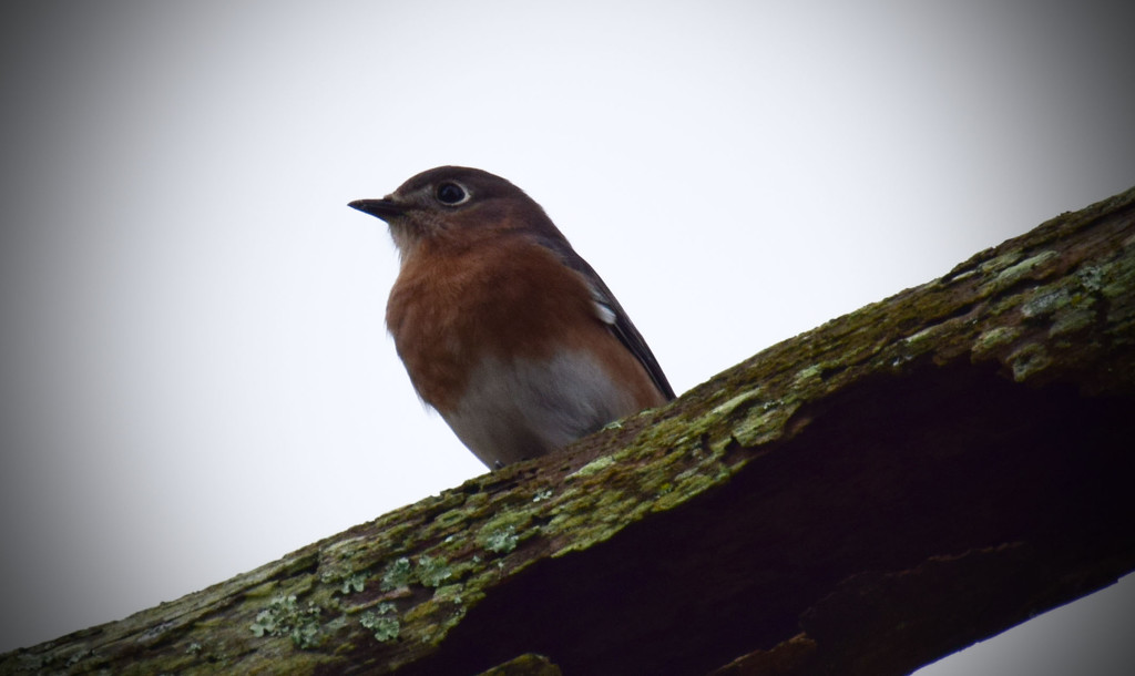 Bluebird, What Big Eyes I have by rickster549