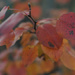 Colors of Autumn 34 by loweygrace