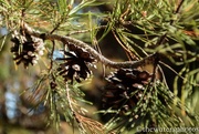 6th Dec 2015 - Trio of pine cones