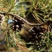 Trio of pine cones by thewatersphotos