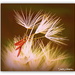 Dandelion seeds by julzmaioro