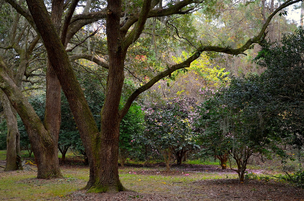 Live oaks and Autumn scene, Charles Towne Landing State Historic Site, Charleston, SC by congaree