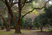 7th Dec 2015 - Live oaks and Autumn scene, Charles Towne Landing State Historic Site, Charleston, SC