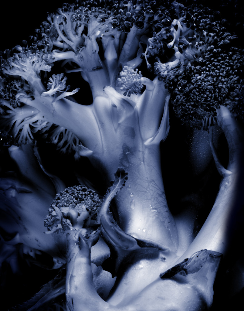 broccoli in blue by davidrobinson