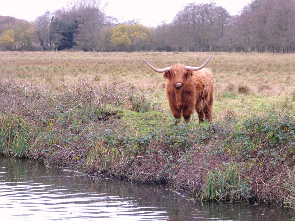 Not so high highland cattle... by julienne1