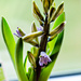 Hyacinth ( Svibel ) by elisasaeter