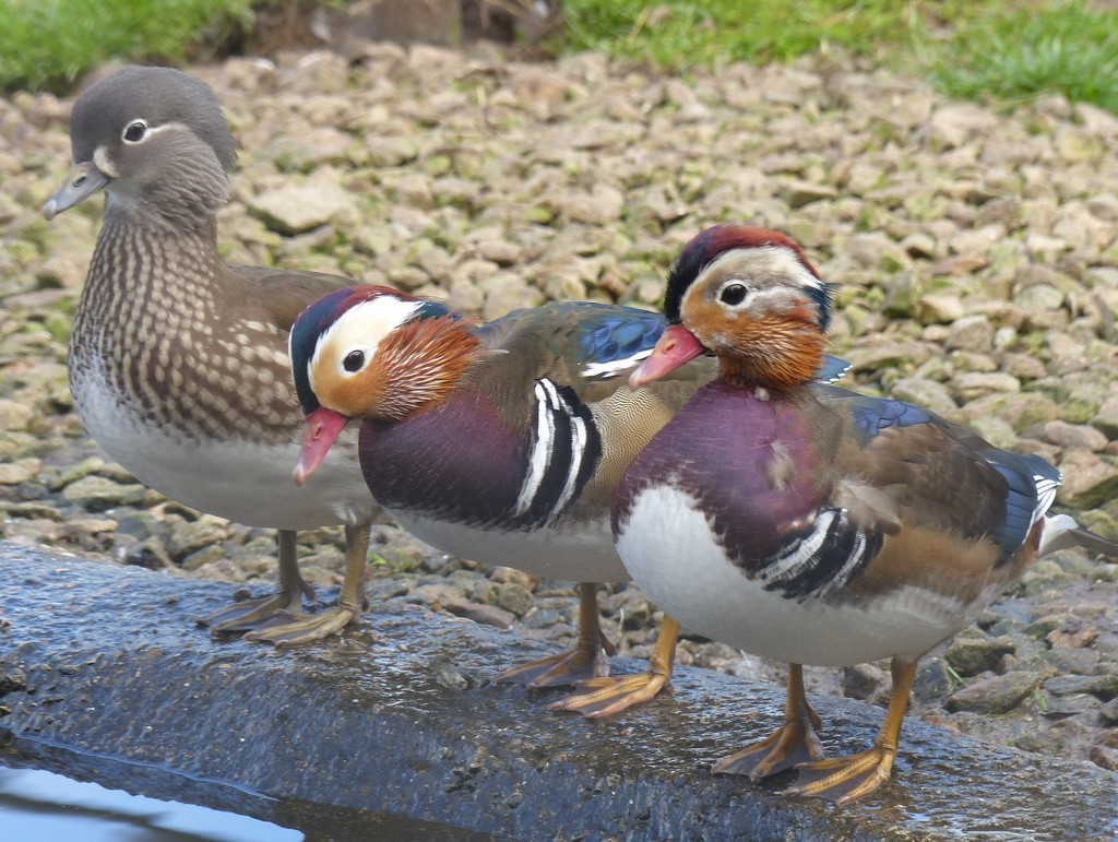 Young Mandarin Ducks by susiemc