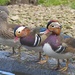 Young Mandarin Ducks by susiemc