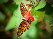 7th Dec 2015 - Gulf Fritillary Butterfly