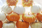 28th Nov 2015 - Mini Pumpkins