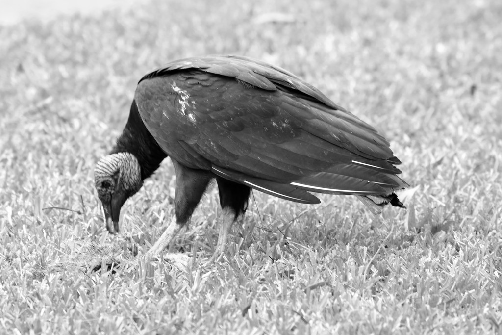 Turkey Vulture? by ingrid01
