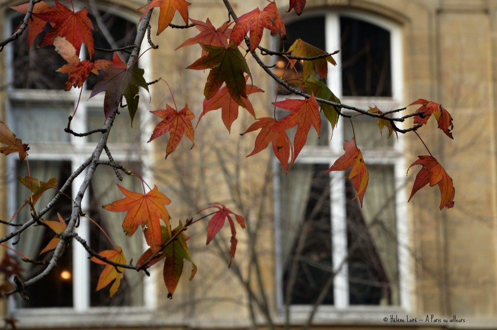 Few leaves left by parisouailleurs