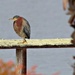 A Green Heron Stopping for a Visit by markandlinda