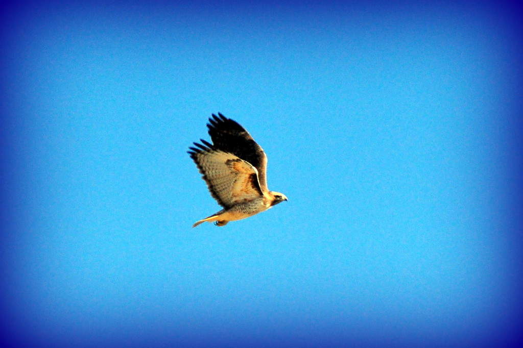 Hawk in Flight by stownsend