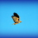 Hawk in Flight by stownsend