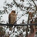 A Red Shouldered Hawk in our Neighborhood by markandlinda