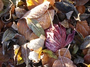 20th Nov 2010 - First Frost.
