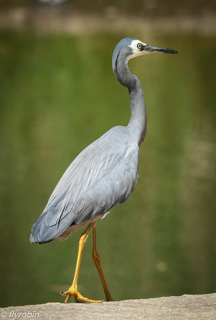 White faced heron by flyrobin