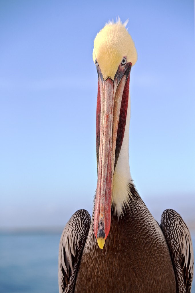 Joe's Pelican by jyokota