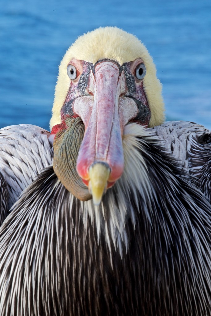 Stare Down With a Pelican by jyokota