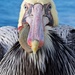 Stare Down With a Pelican by jyokota