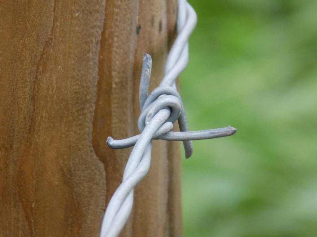 Barbed wire by flowerfairyann