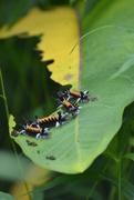 30th Jul 2015 - The very hungry caterpillars