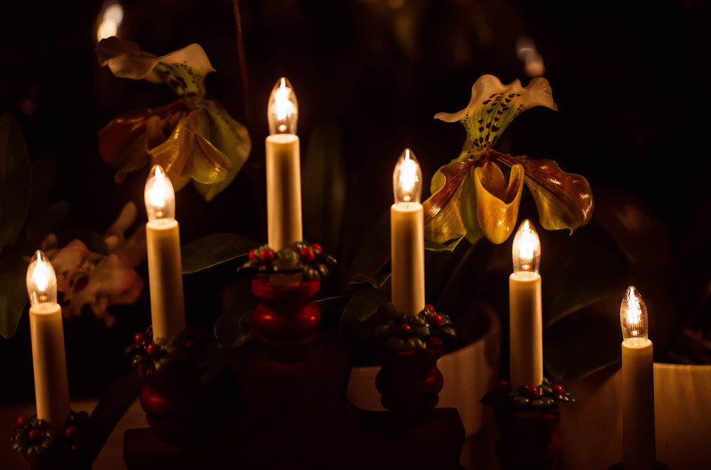 8th December 2015   - Orchid by Candlelight by pamknowler