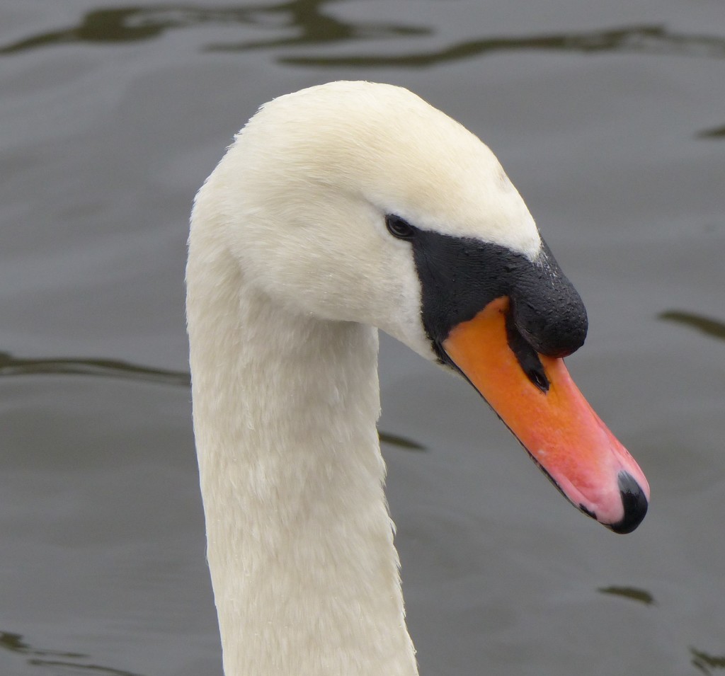 Mute Swan by susiemc