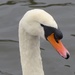 Mute Swan by susiemc