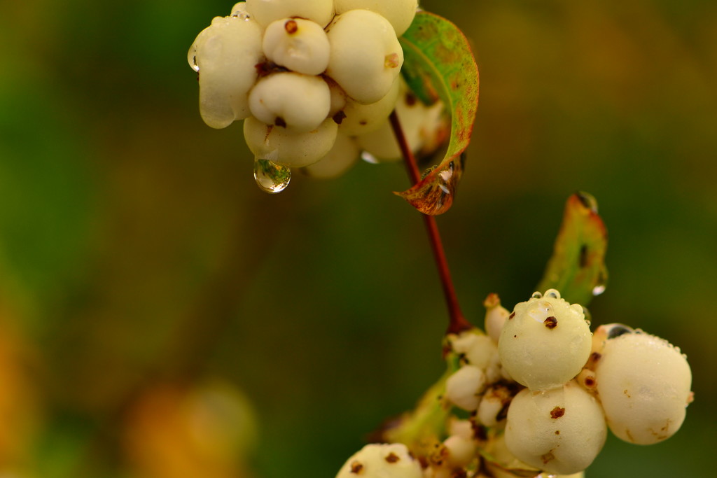 Snowberry droplets by ziggy77