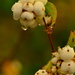 Snowberry droplets by ziggy77
