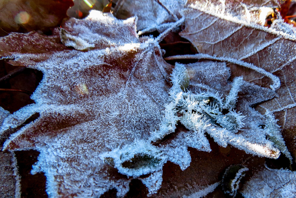 Frost Makes Brown a Lot Prettier by milaniet