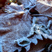 Frost Makes Brown a Lot Prettier by milaniet