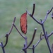 Last Leaf Hanging by markandlinda