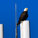 Bald Eagle, Just Chillin by rickster549