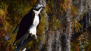 8th Dec 2015 - Osprey in the Trees