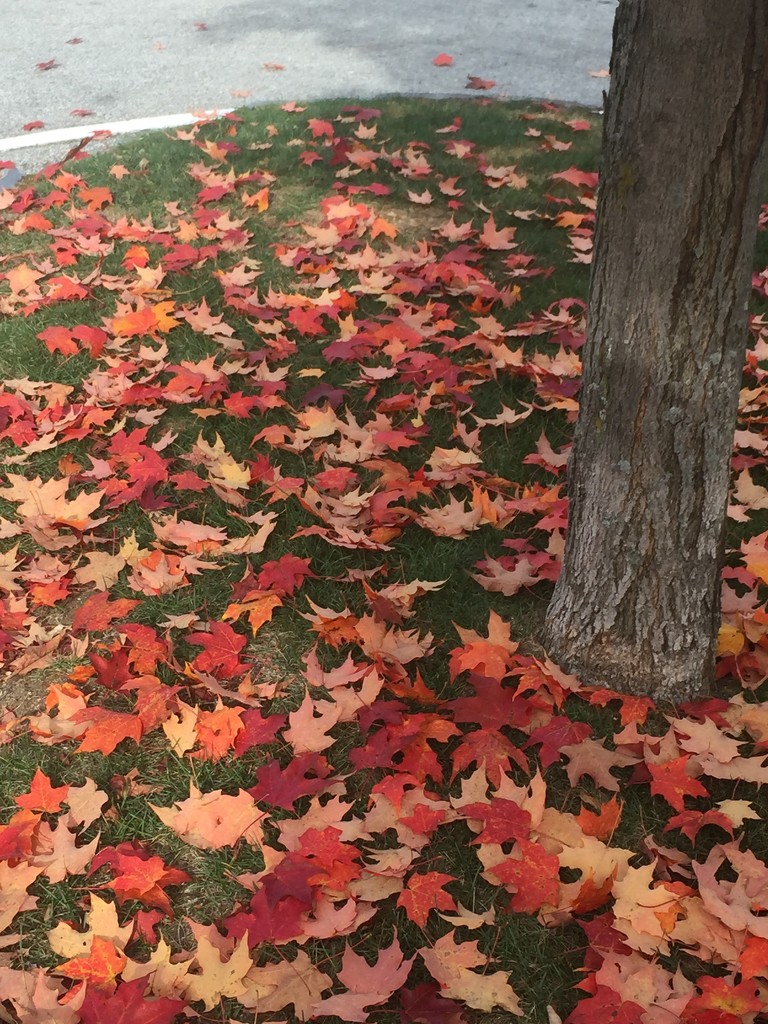 Fallen leaves by pfaith7