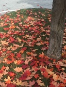 18th Oct 2015 - Fallen leaves