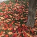 Fallen leaves by pfaith7