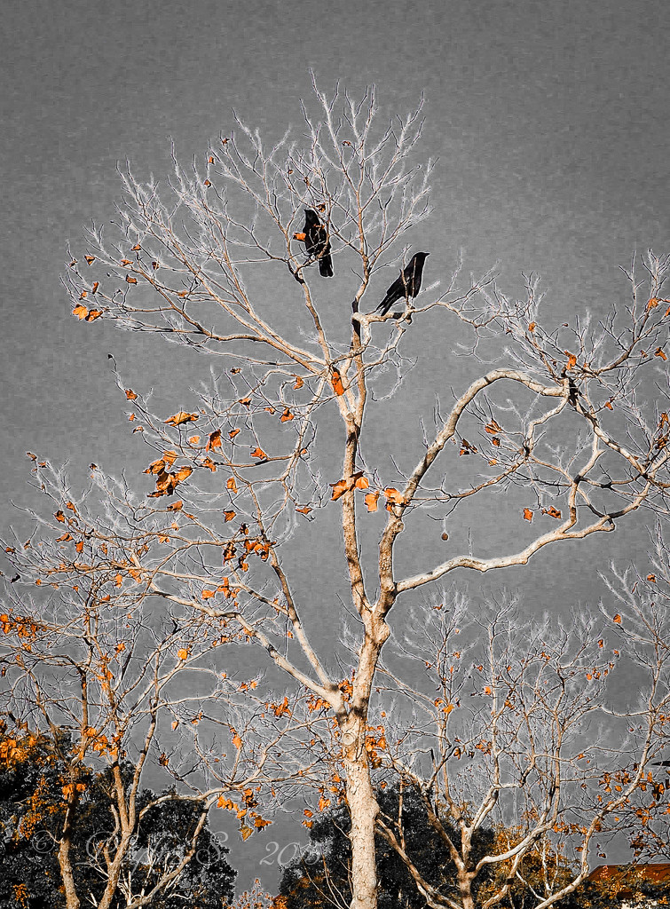 Two Crows Fly Into A Tree... by elatedpixie