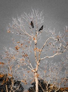 5th Dec 2015 - Two Crows Fly Into A Tree...