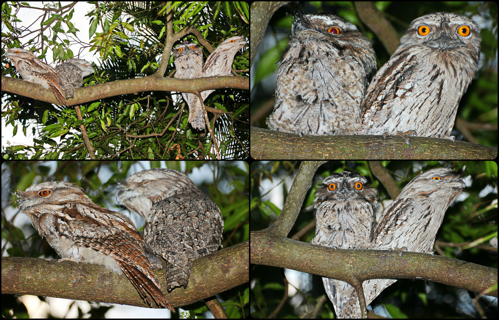 Our Frogmouth Family by terryliv