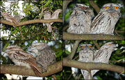 9th Dec 2015 - Our Frogmouth Family