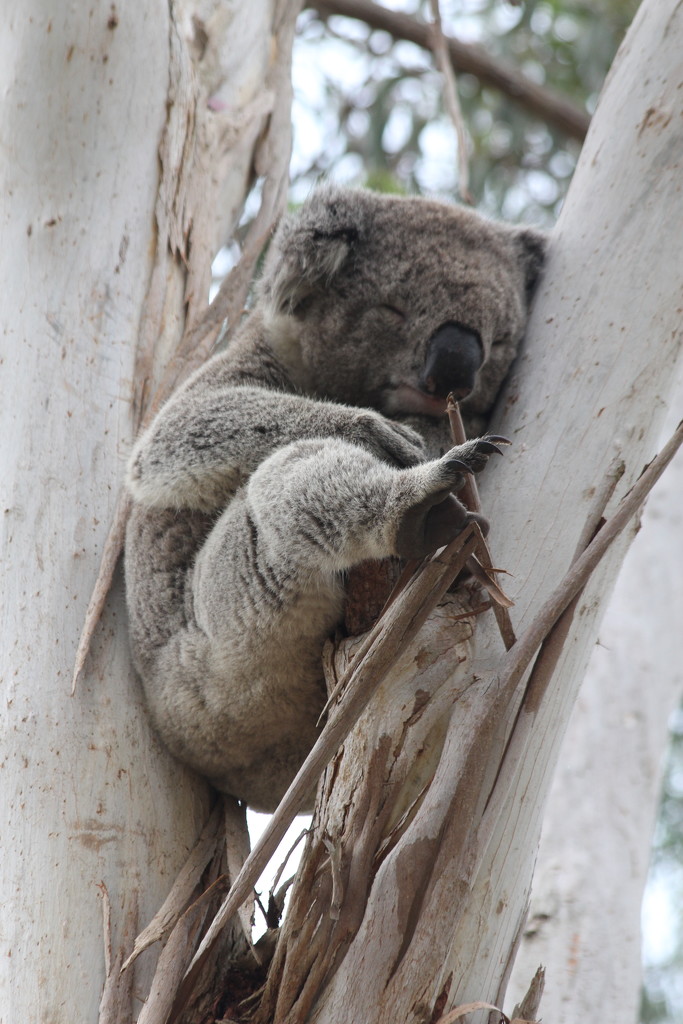 A koala! by gilbertwood