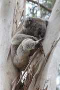 8th Dec 2015 - A koala!