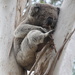 A koala! by gilbertwood